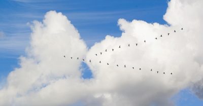 Covid-19 forçou e-commerce brasileiro a migrar mais rapidamente para a nuvem, diz estudo ISG Provider Lens™